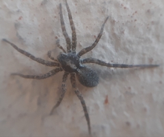 Pardosa monticola