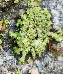 Physcia dubia