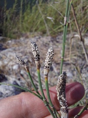 Equisetum