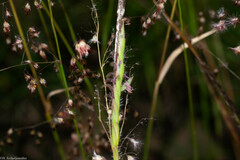 Heteropogon contortus