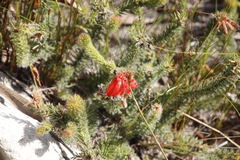 Erica cerinthoides cerinthoides