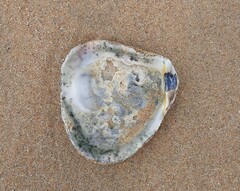 Scutellastra cochlear