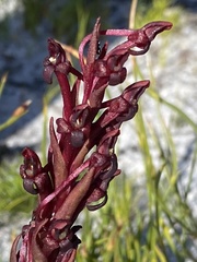 Disa atrorubens