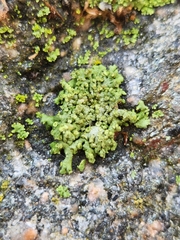 Physcia dubia