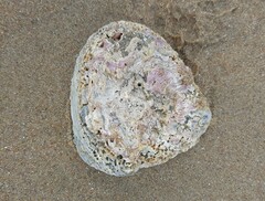 Scutellastra cochlear