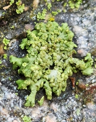 Physcia dubia