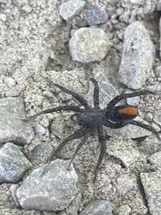 Castianeira descripta