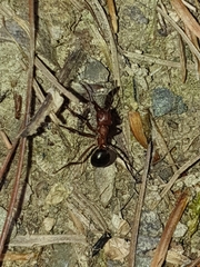 Formica exsectoides