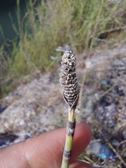 Equisetum