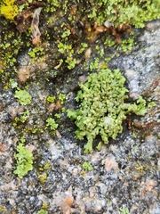 Physcia dubia