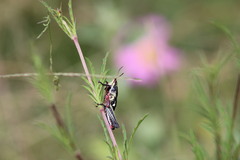 Sphenarium purpurascens