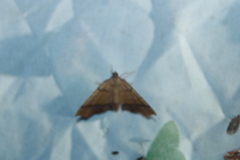 Plagodis phlogosaria