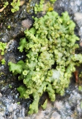 Physcia dubia