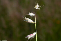 Bouteloua chondrosioides