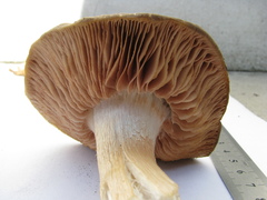 Russula amoenolens