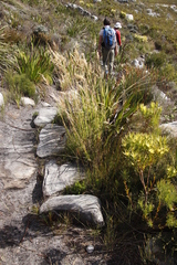 Pseudopentameris macrantha