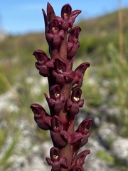 Disa atrorubens