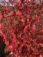 Acer ginnala
