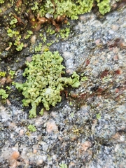 Physcia dubia