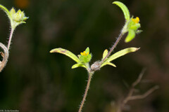 Melampodium sericeum