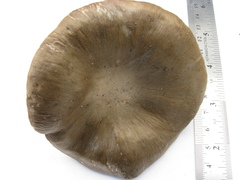 Russula amoenolens