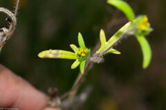 Melampodium sericeum