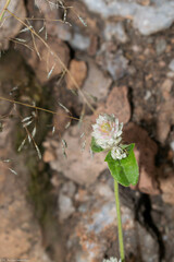 Gomphrena serrata