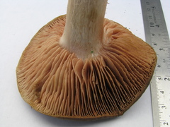 Russula amoenolens