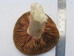 Russula amoenolens