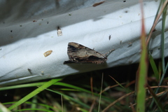 Catocala ultronia