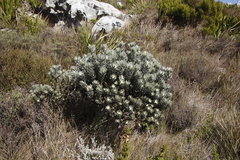 Xiphotheca fruticosa