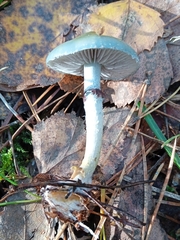 Stropharia aeruginosa