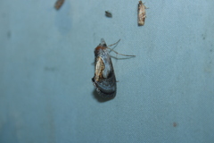 Chrysanympha formosa