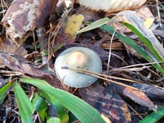 Stropharia aeruginosa