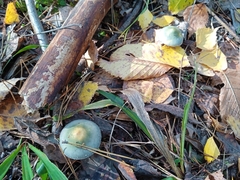 Stropharia aeruginosa