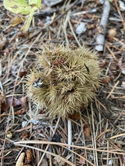 Chrysolepis chrysophylla