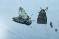 Macrurocampa marthesia