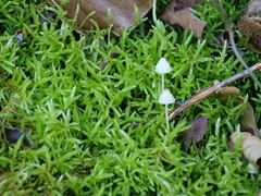Mycena epipterygia
