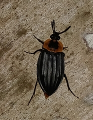 Oxelytrum discicolle