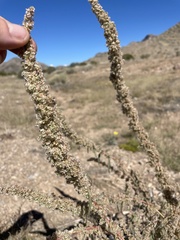Amaranthus fimbriatus