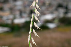 Bouteloua curtipendula