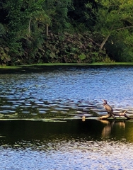 Phalacrocorax carbo carbo