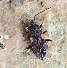 Eremocoris podagricus