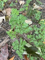 Petroselinum crispum