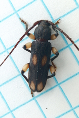 Tylonotus bimaculatus