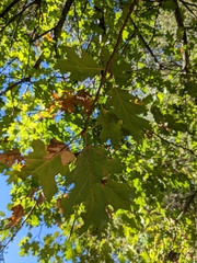 Quercus kelloggii
