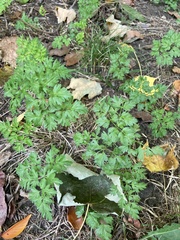 Petroselinum crispum