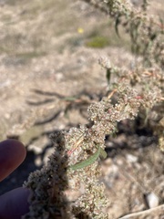 Amaranthus fimbriatus