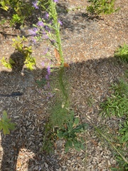 Liatris chapmanii