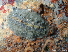 Acanthochitona fascicularis